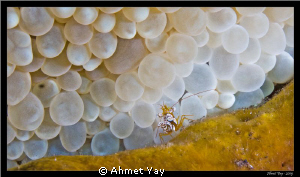 spuat shrimp - (Thor amboinensis) with buble coral by Ahmet Yay 